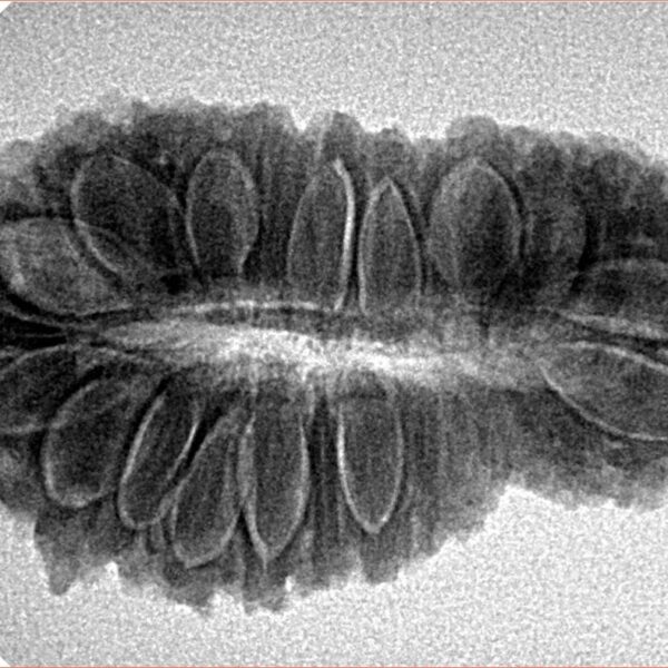 31 Mukhi Rudraksha 32.5mm 4.52gm - Inverse xray