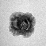 2 Mukhi Rudraksha 19.8mm 1.51gm - Inverse xray