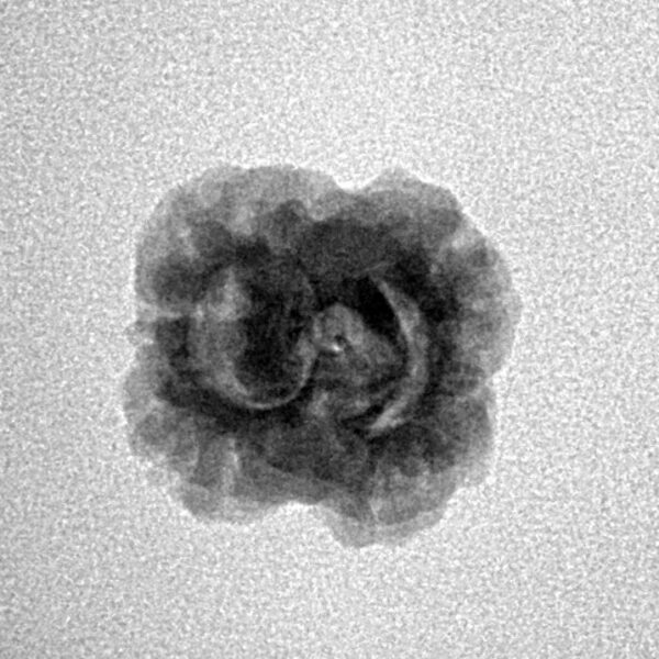 2 Mukhi Rudraksha 19.8mm 1.51gm - Inverse xray