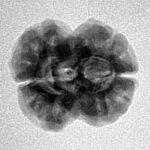 2 Mukhi Rudraksha 22.2mm 2.22gm - Inverse xray