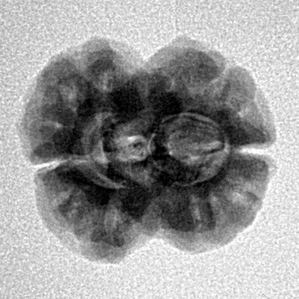 2 Mukhi Rudraksha 22.2mm 2.22gm - Inverse xray