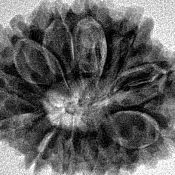 12 Mukhi Rudraksha 26.7mm 4.59gm - Inverse xray