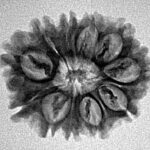 11 Mukhi Rudraksha 24.4mm 3gm - Inverse xray