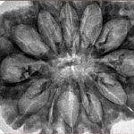 12 Mukhi Rudraksha 34.3mm 6.36gm - Inverse xray