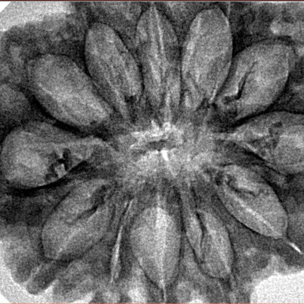 12 Mukhi Rudraksha 34.3mm 6.36gm - Inverse xray