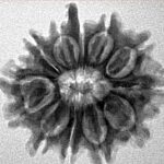 12 Mukhi Ganesh 24.3mm 3.21gm - Inverse xray