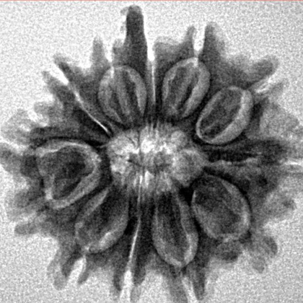 12 Mukhi Ganesh 24.3mm 3.21gm - Inverse xray