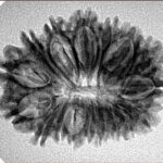 17 Mukhi Rudraksha 27.8mm 3.45gm - Inverse xray
