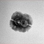 2 Mukhi Rudraksha 21.1mm 1.36gm - Inverse xray