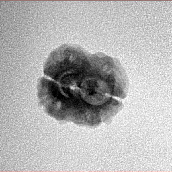 2 Mukhi Rudraksha 21.1mm 1.36gm - Inverse xray