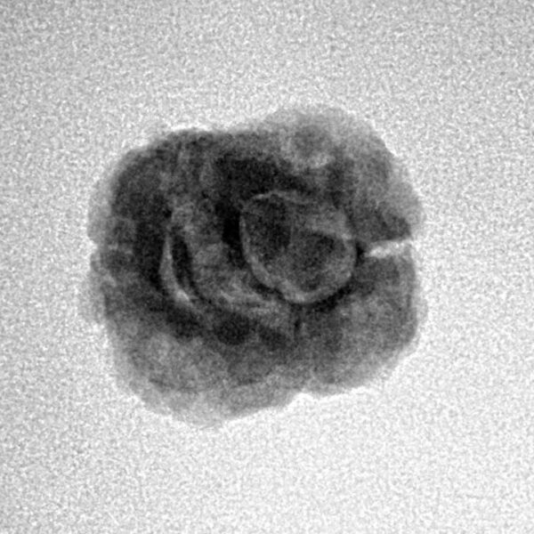 2 Mukhi Rudraksha 21.4mm 1.68gm - Inverse xray