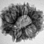 12 Mukhi Rudraksha 23.6mm 3.4gm - Inverse xray