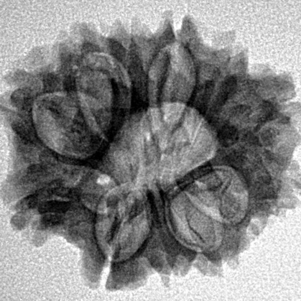 12 Mukhi Rudraksha 23.6mm 3.4gm - Inverse xray