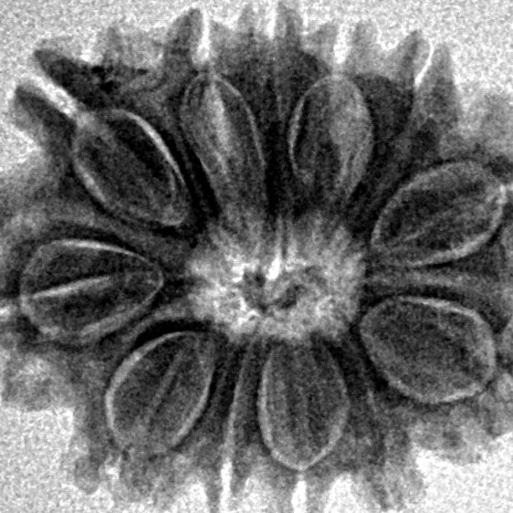 12 Mukhi Rudraksha 22.1mm 2.77gm - Inverse xray