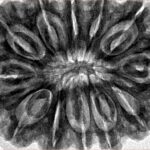 12 Mukhi Rudraksha 36.4mm 10.11gm - Inverse xray