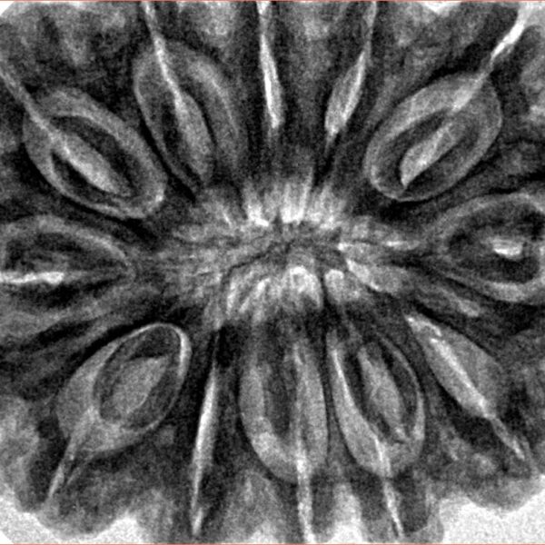 12 Mukhi Rudraksha 36.4mm 10.11gm - Inverse xray