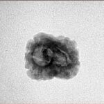 2 Mukhi Rudraksha 20.5mm 1.38gm - Inverse xray