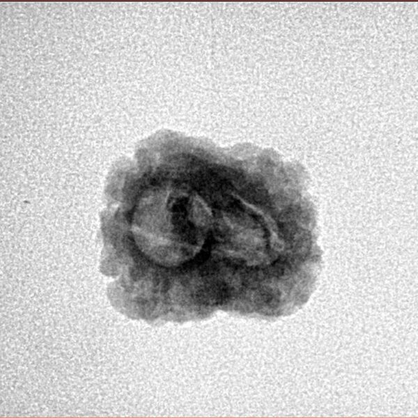 2 Mukhi Rudraksha 20.5mm 1.38gm - Inverse xray