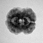 2 Mukhi Rudraksha 20mm 2.26gm - Inverse xray