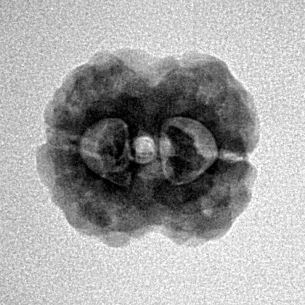 2 Mukhi Rudraksha 20mm 2.26gm - Inverse xray