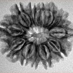 12 Mukhi Rudraksha 25.6mm 3.51gm - Inverse xray