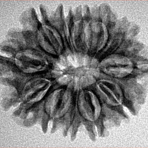 12 Mukhi Rudraksha 25.6mm 3.51gm - Inverse xray