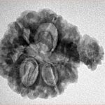 Sawar/Ganesh (6+1) 25.4mm 3.73gm - Inverse xray