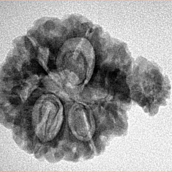 Sawar/Ganesh (6+1) 25.4mm 3.73gm - Inverse xray