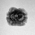 2 Mukhi Rudraksha 21.1mm 1.4gm - Inverse xray