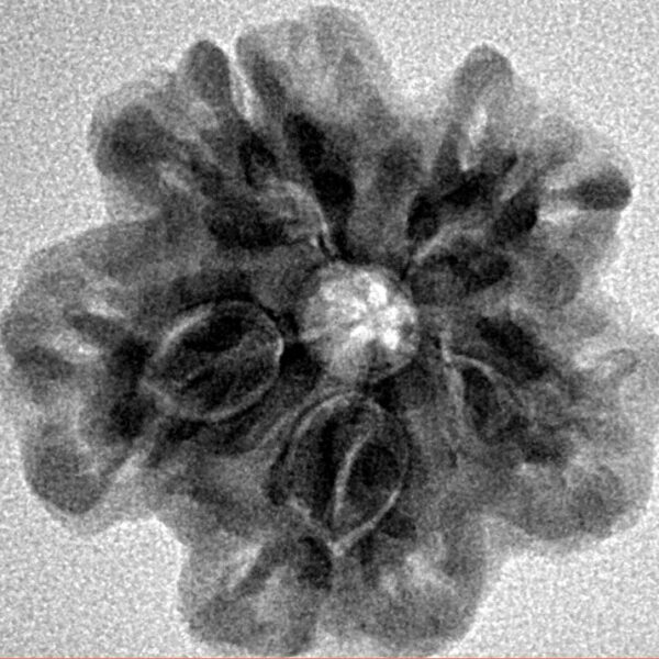 1MK(Underdeveloped) 23.5mm 4gm - Inverse xray