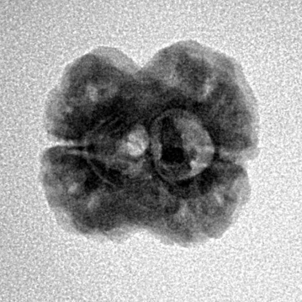2 Mukhi Rudraksha 18.1mm 1.91gm - Inverse xray