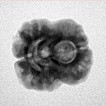 2 Mukhi Rudraksha 24mm 2.55gm - Inverse xray