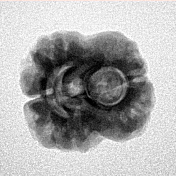 2 Mukhi Rudraksha 24mm 2.55gm - Inverse xray