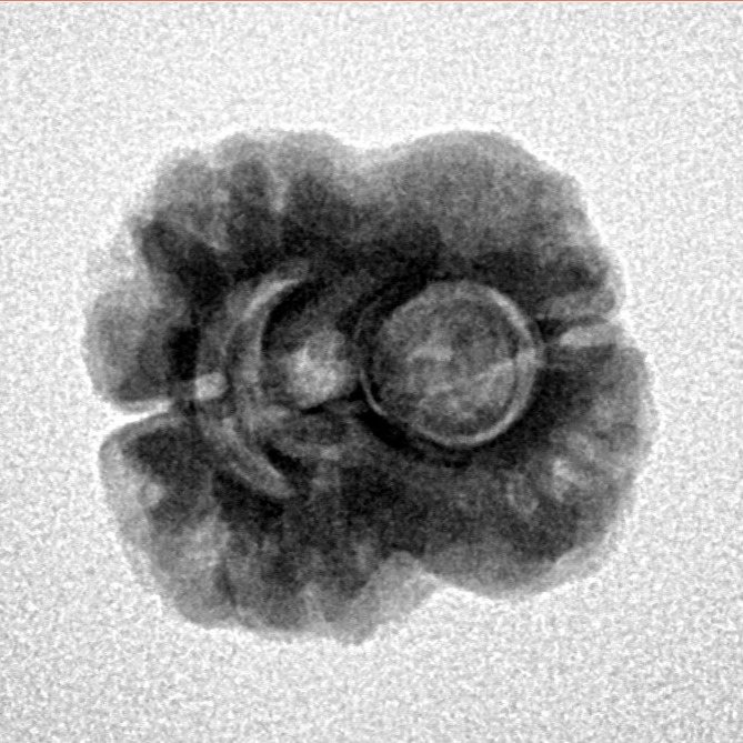 2 Mukhi Rudraksha 24mm 2.55gm - Inverse xray