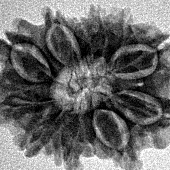 12 Mukhi Rudraksha 21.3mm 2.48gm - Inverse xray