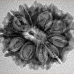 12 Mukhi Rudraksha 25.5mm 3.46gm - Inverse xray