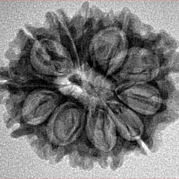 12 Mukhi Rudraksha 25.5mm 3.46gm - Inverse xray