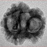 2 Mukhi Rudraksha 18.4mm 1.17gm - Inverse xray