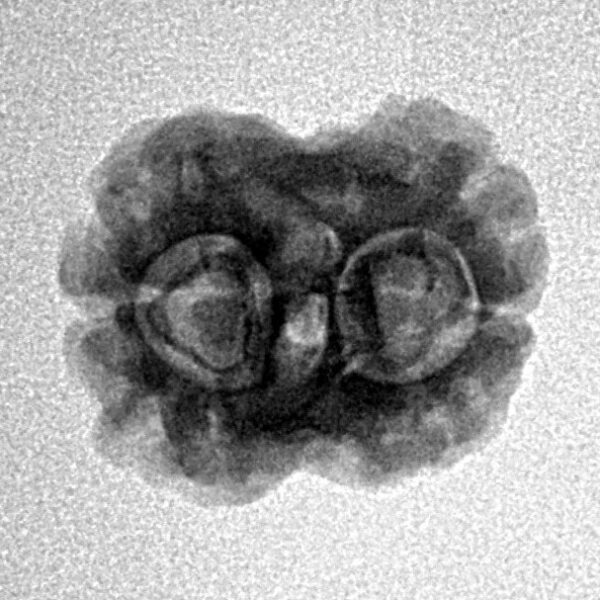 2 Mukhi Rudraksha 19.8mm 1.76gm - Inverse xray