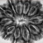 11 Mukhi Rudraksha 32.4mm 7.57gm - Inverse xray