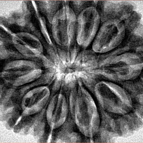 11 Mukhi Rudraksha 32.4mm 7.57gm - Inverse xray