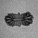 21 Mukhi Rudraksha 12.8mm 0.2gm - Inverse xray