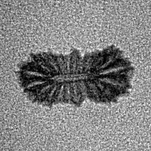 21 Mukhi Rudraksha 12.8mm 0.2gm - Inverse xray