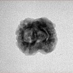 2 Mukhi Rudraksha 21.1mm 1.57gm - Inverse xray