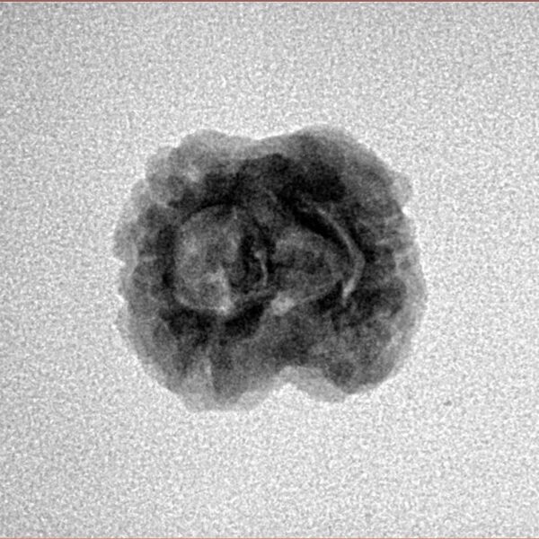 2 Mukhi Rudraksha 21.1mm 1.57gm - Inverse xray