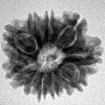 11 Mukhi Rudraksha 22.2mm 3.28gm - Inverse xray