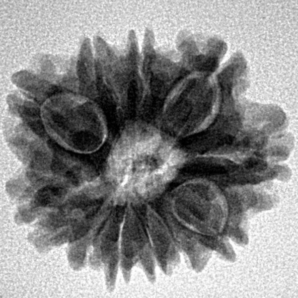 11 Mukhi Rudraksha 22.2mm 3.28gm - Inverse xray