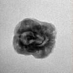 2 Mukhi Rudraksha 21.5mm 1.9gm - Inverse xray