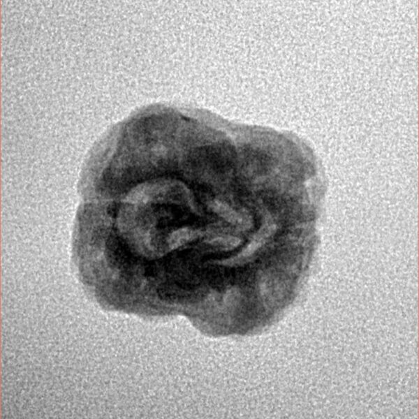 2 Mukhi Rudraksha 21.5mm 1.9gm - Inverse xray