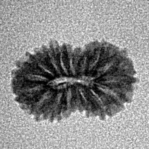 16 Mukhi Rudraksha 13.8mm 0.53gm - Inverse xray